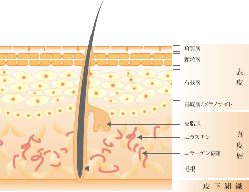 皮膚組織の構造図